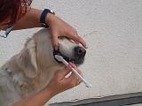 BROSSAGE DENTS 041